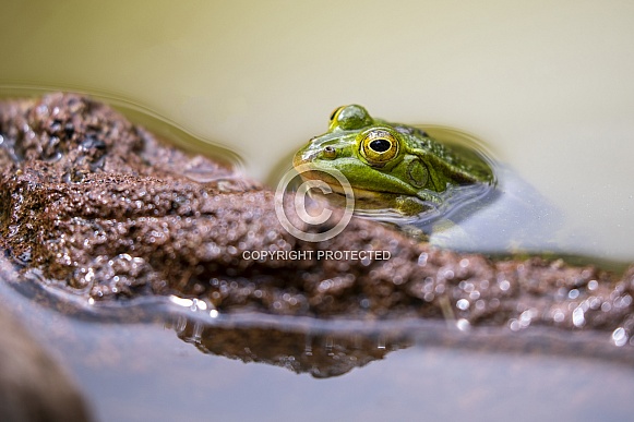 Pool frog (Pelophylax lessonae) Pool frog (Pelophylax lessonae)