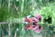 Eurasian red squirrel (sciurus vulgaris)