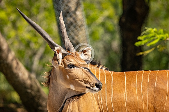 Giant Eland Antelope