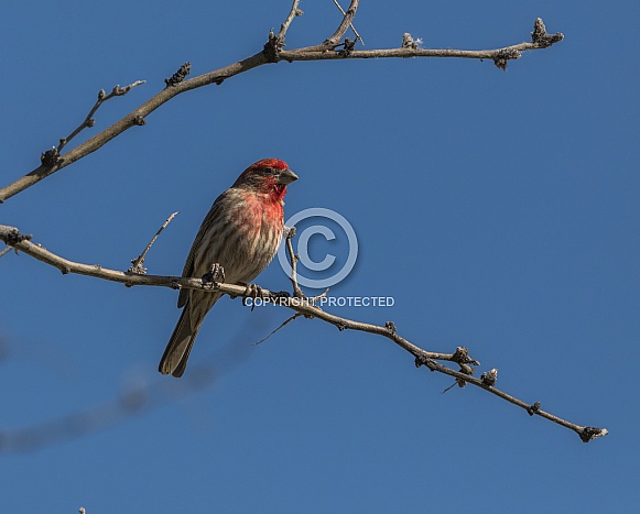 Male House Finch Male House Finch
