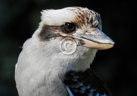 Kookaburra Kookaburra