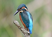 Kingfisher