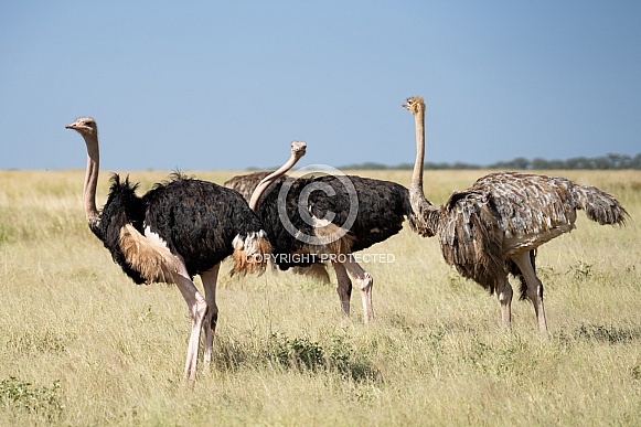 Group of Ostrich Group of Ostrich