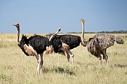 Group of Ostrich