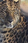 amur Leopard