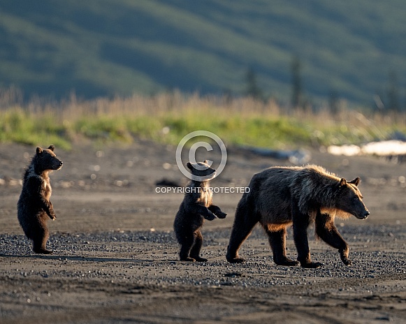 Mom and twin bear cubs on the beach
