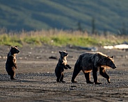 Mom and twin bear cubs on the beach