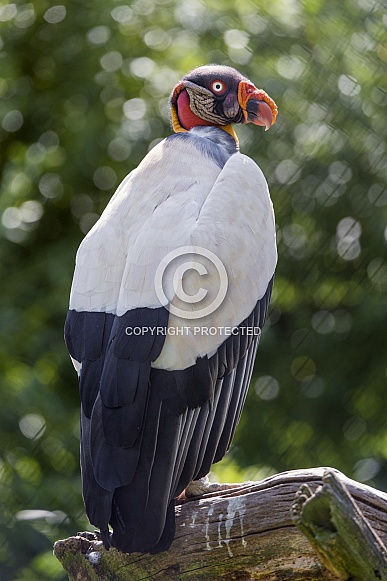 King Vulture