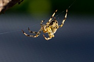 Common Garden Spider