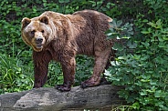 Bear standing