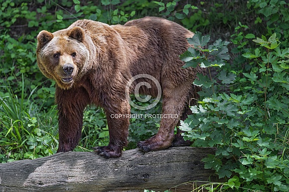 Bear standing Bear standing