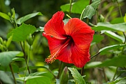 Red Hibiscus flower