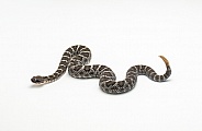 Arizona Black Rattlesnake