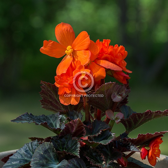 Fire Orange Begonia Fire Orange Begonia