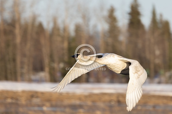 Trumpeter Swan in Alaska