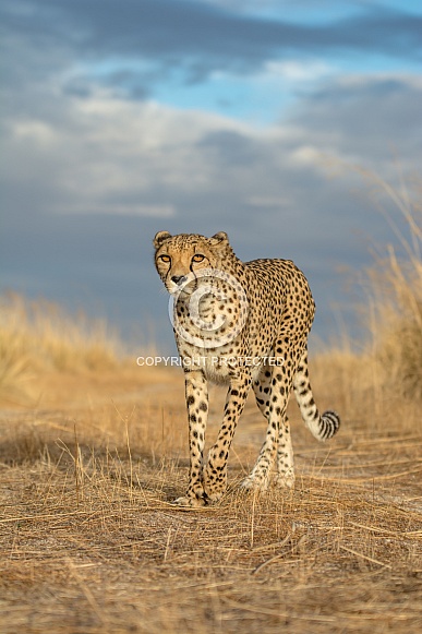Cheetah