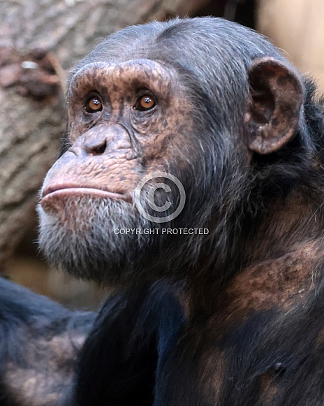 Chimpanzee (Pan troglodytes)