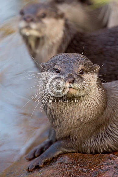 Otter