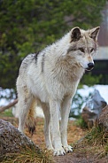 Yellowstone Gray Wolf Standing 01