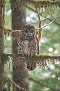 Northern Spotted Owl (Strix occidentalis caurina)