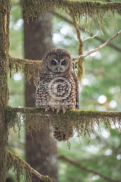 Northern Spotted Owl (Strix occidentalis caurina)