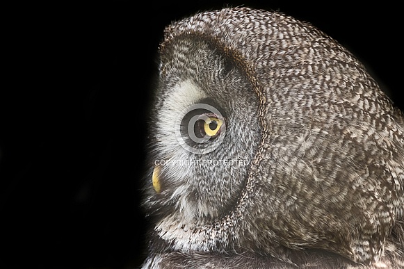 Great Grey Owl Side Profile Black Background