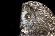 Great Grey Owl Side Profile Black Background
