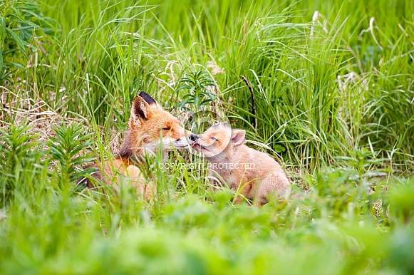 Red Fox and Kits