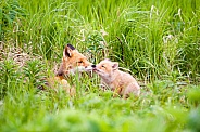 Red Fox and Kits