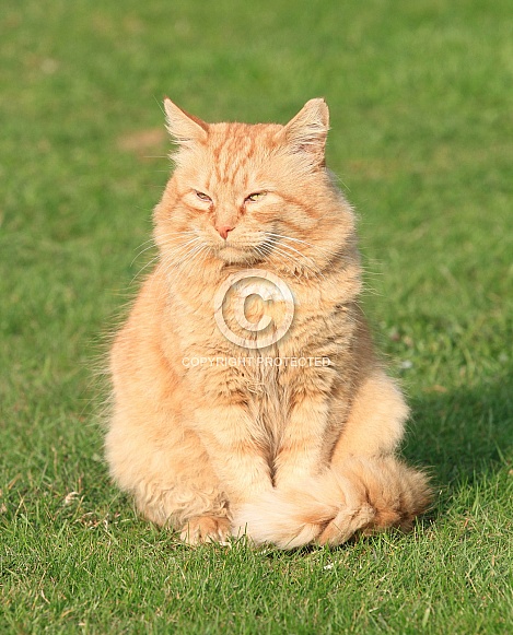 Sun lit Ginger Sun lit Ginger