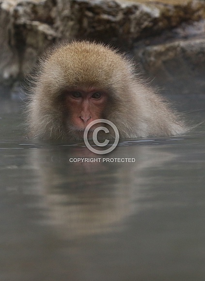 Snow monkey in hot spring