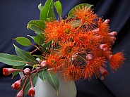 Red Gum Blossoms 2