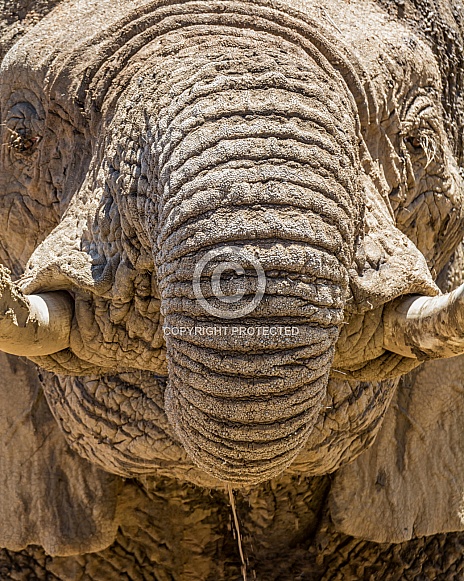 Elephant Detail