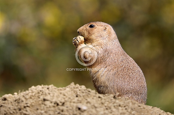 Black-tailed prairie dog (cynomys ludovicianus) Black-tailed prairie dog (cynomys ludovicianus)