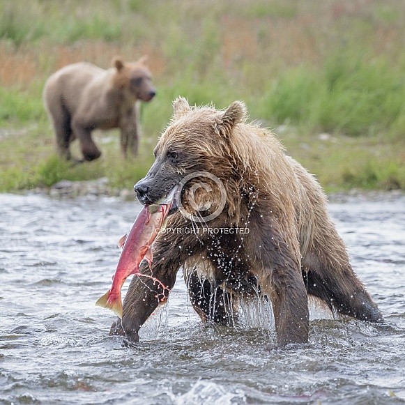 Brown Bear