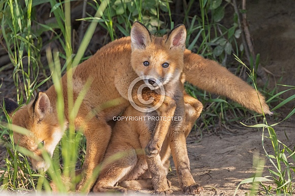 Alaskan Red fox siblings playing