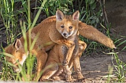 Alaskan Red fox siblings playing