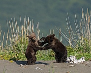 Two bear cubs play fighting on the beach
