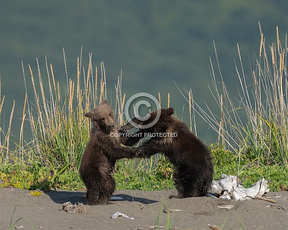 Two bear cubs play fighting on the beach