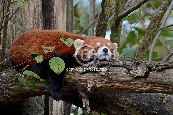 Red Panda