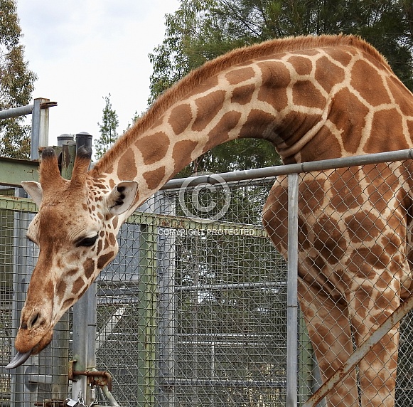 Giraffe