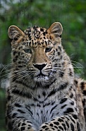 Amur leopard (Panthera pardus orientalis)