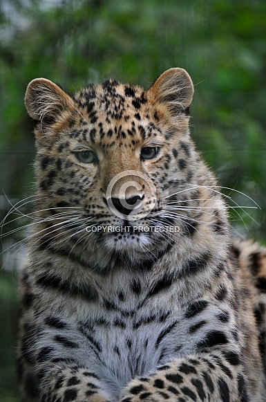 Amur leopard (Panthera pardus orientalis)