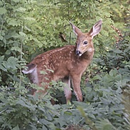 Baby Blacktail Deer Fawn in Profile Looking Back