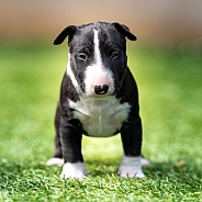 Close up outdoor portrait of a mini bull terrier puppy