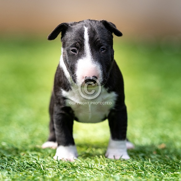 Close up outdoor portrait of a mini bull terrier puppy Close up outdoor portrait of a mini bull terrier puppy