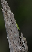 Green Anole Lizaerd (anolis carolinensis) sunning on dead tree snag