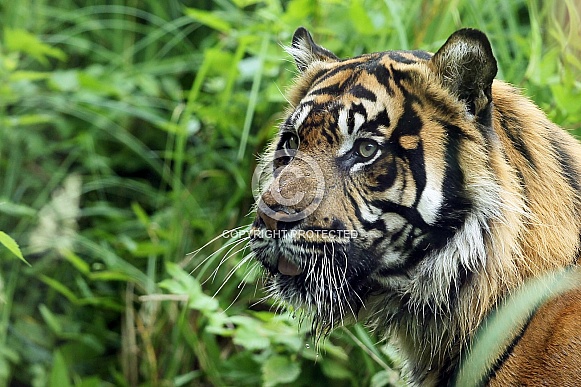 Sumatran Tiger Sumatran Tiger