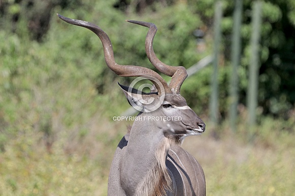 Kudu