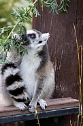 Ring-tail lemur